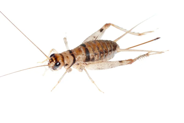 Крикет насекомых — стоковое фото