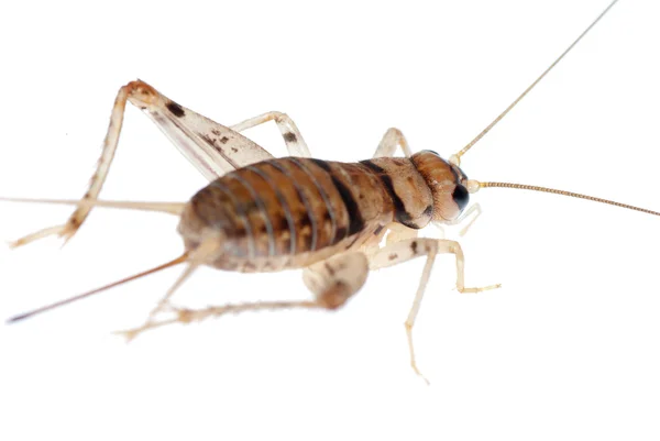 Insect cricket — Stock Photo, Image
