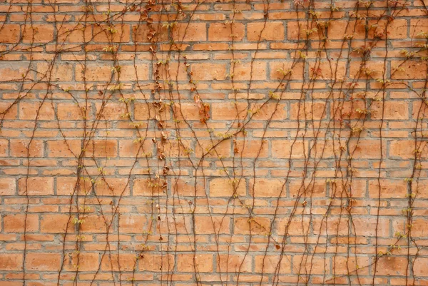 Red brick background — Stock Photo, Image