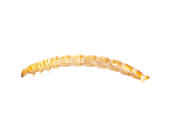 Жовтий їжі черв'як — стокове фото
