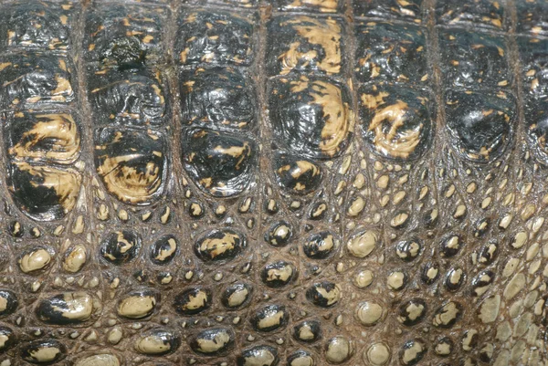 Detail textury krokodýlí kůže — Stock fotografie