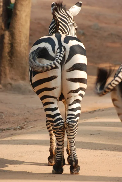 Zebra bakifrån — Stockfoto