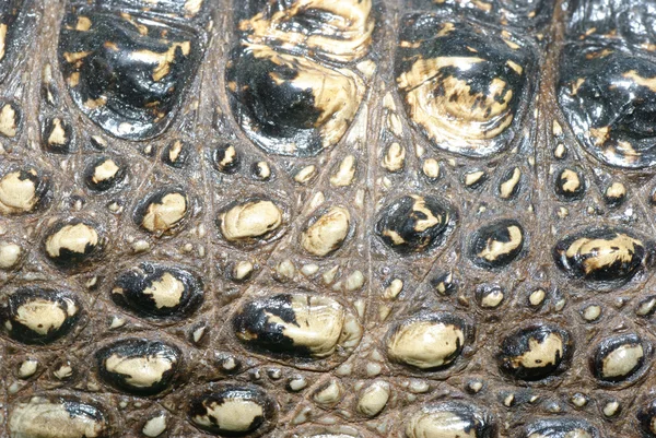 Tekstur detail kulit buaya — Stok Foto