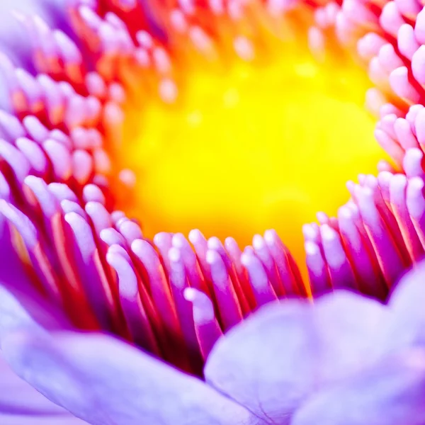 Water lily macro — Stock Photo, Image