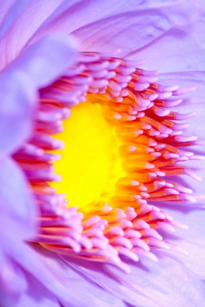 Makro lilii wodnej — Zdjęcie stockowe
