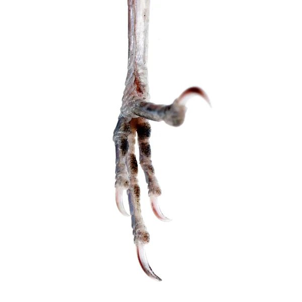 Bird claw isolated — Stock Photo, Image