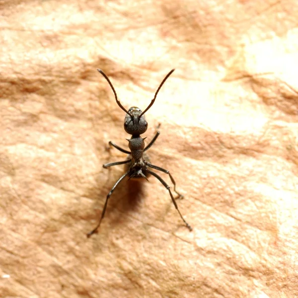 Insekt Ameise auf Fallblatt — Stockfoto