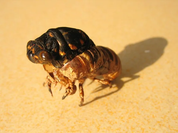 Cicadelle et mue des insectes — Photo