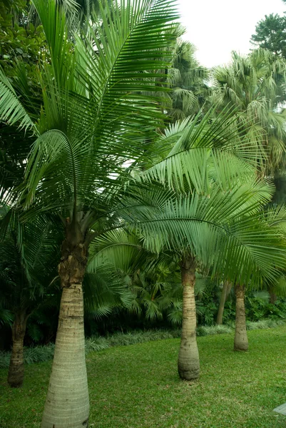 stock image Palm tree