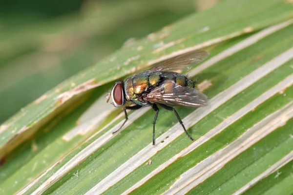 Insekt flyga makro — Stockfoto