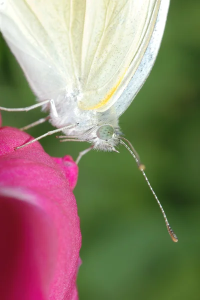Beyaz kelebek — Stok fotoğraf
