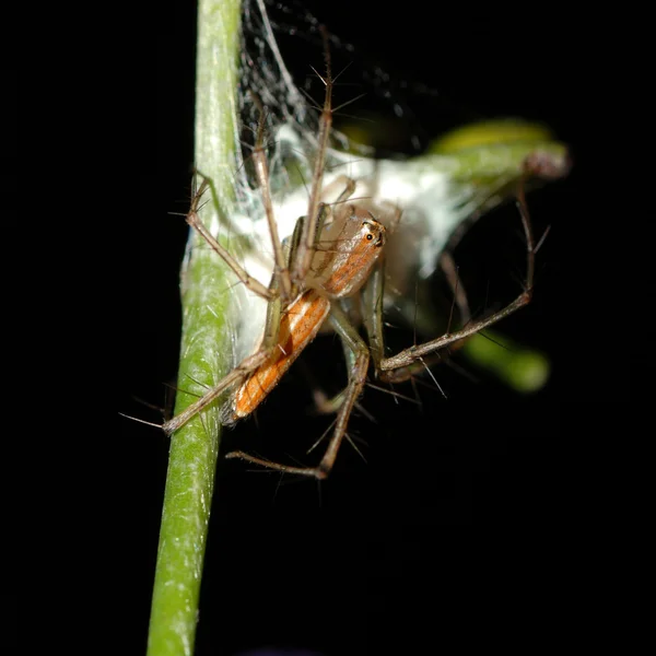 Spider skydda ägg fall — Stockfoto