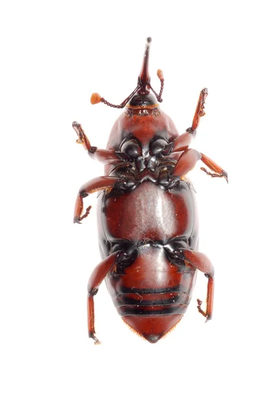 Snout beetle — Stock Photo, Image