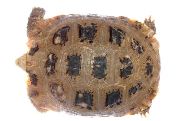 Kaplumbağa kaplumbağa — Stok fotoğraf