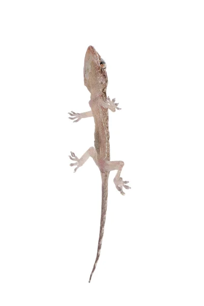 Gecko csaj elszigetelt — Stock Fotó