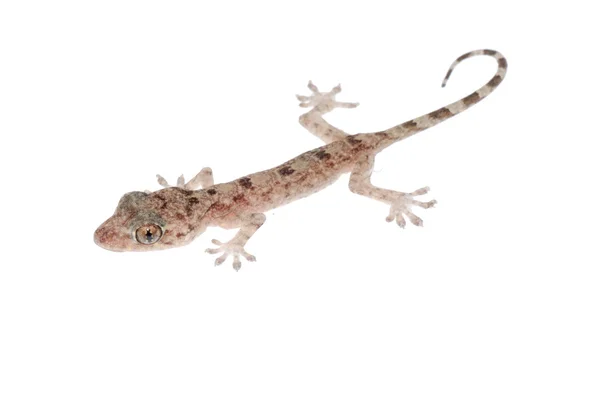 Animal chinese gecko — Stock Photo, Image