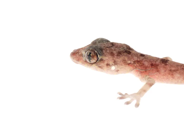 Animal chinese gecko — Stock Photo, Image