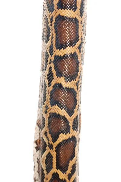 蟒蛇蛇皮肤 — 图库照片