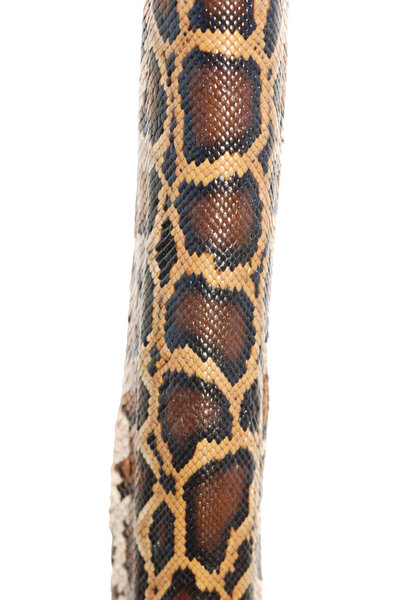 Боа-змеиная кожа
