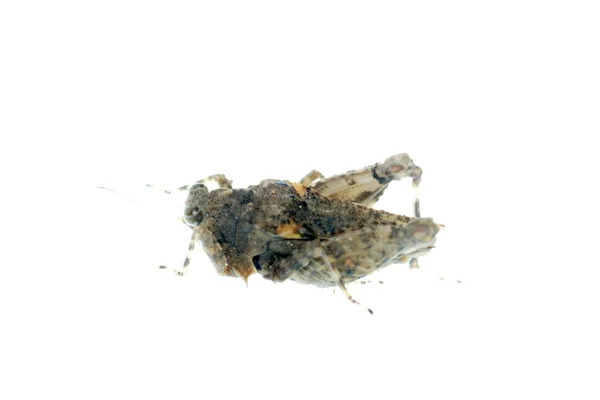 Μικρό ακρίδα — Φωτογραφία Αρχείου