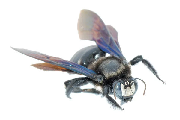 Pokorný včela — Stock fotografie