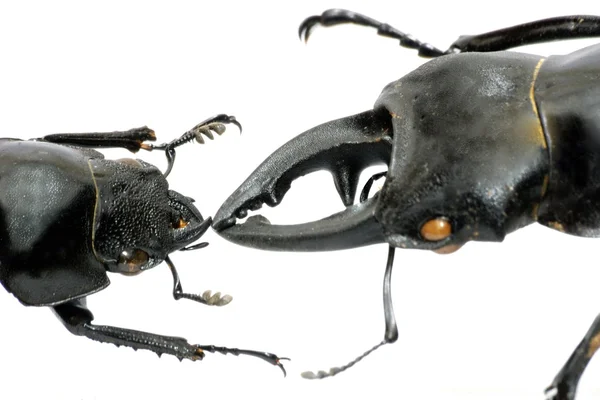 Insecto ciervo escarabajo insecto beso —  Fotos de Stock