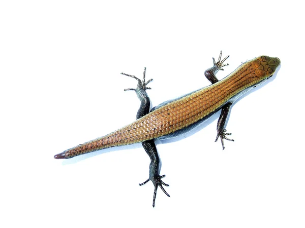 화이트에 고립 된 파충류 동물 도마뱀 — 스톡 사진
