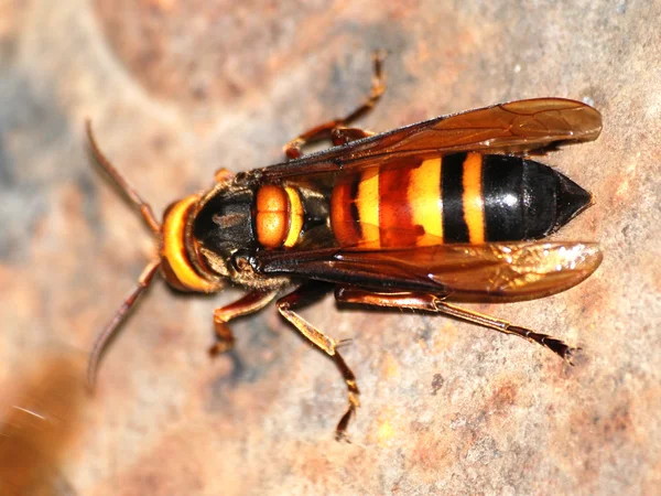 Wasp bee macro — Stock Photo, Image
