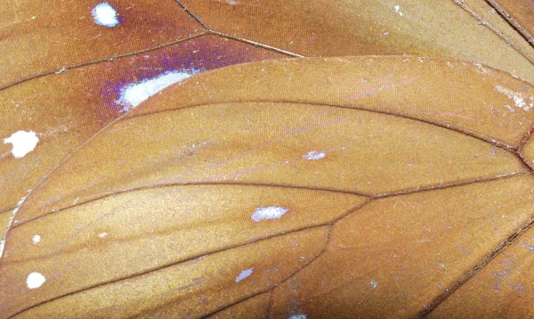 Detail Schmetterlingsflügel — Stockfoto