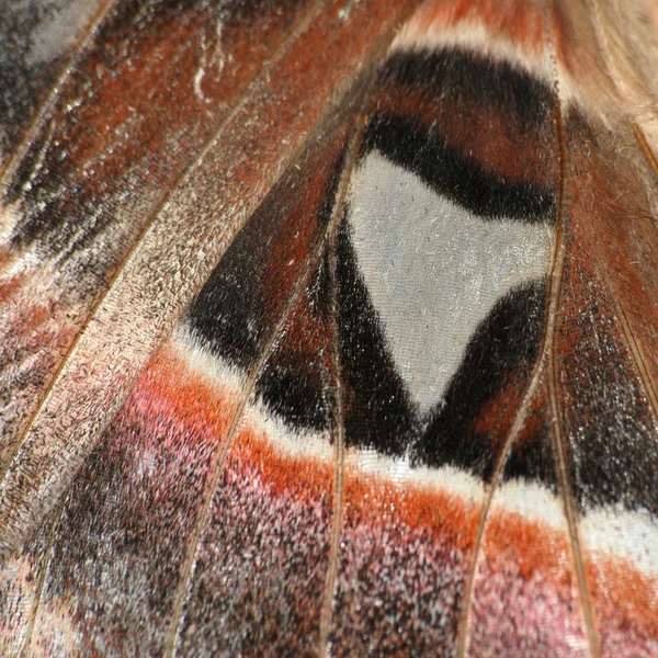 Moth vinge detalj — Stockfoto