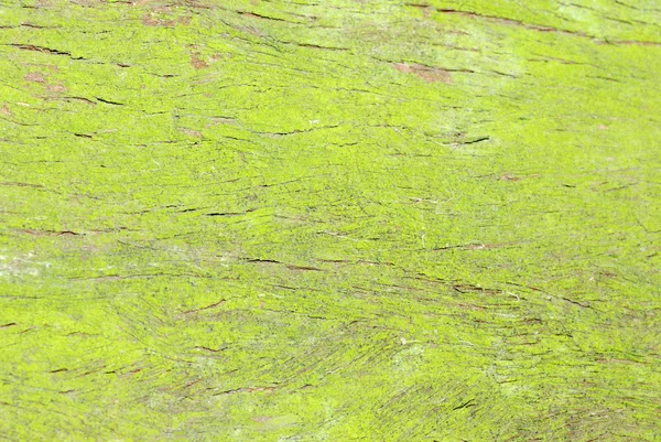 Green moss on tree — Stock Photo, Image