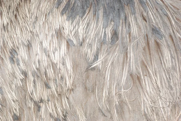 Uccello struzzo piuma grigio — Foto Stock