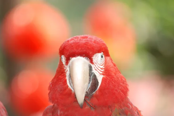 Μακώ κόκκινο πουλί — Φωτογραφία Αρχείου