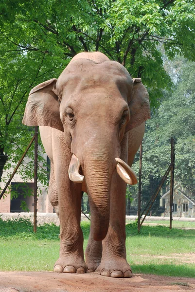 Zvířat slon — Stock fotografie