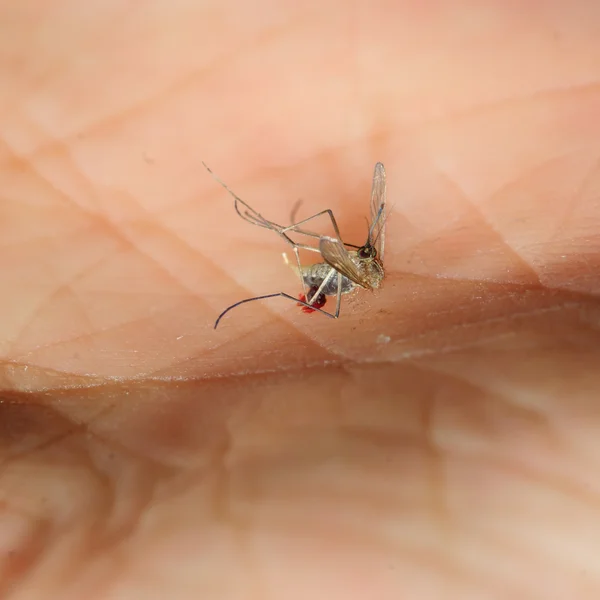 Cimice zanzara morta — Foto Stock