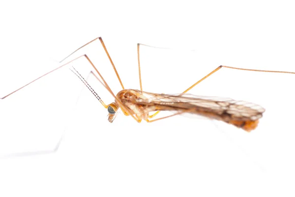Insect crane fly daddy longlegs — Stock Photo, Image