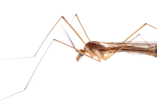 Insect crane fly daddy longlegs — Stockfoto