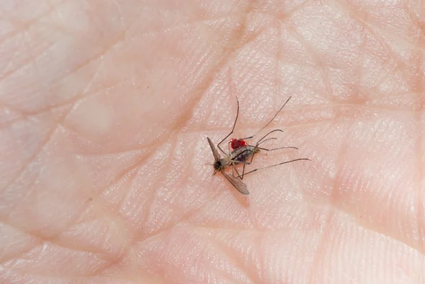 死的蚊 bug — 图库照片