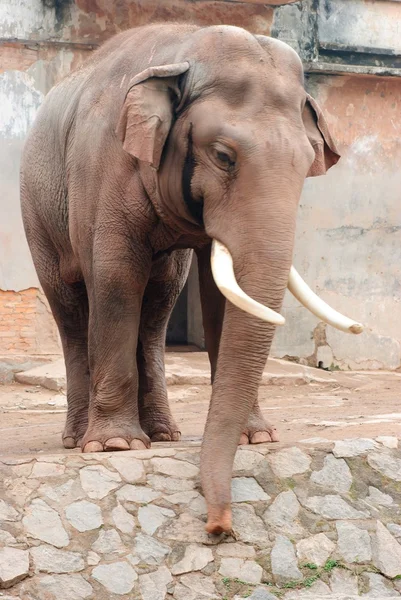 動物の象 — ストック写真