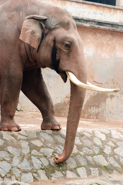 Dierlijke olifant — Stockfoto