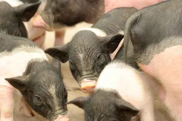 Stock image Pig baby pet