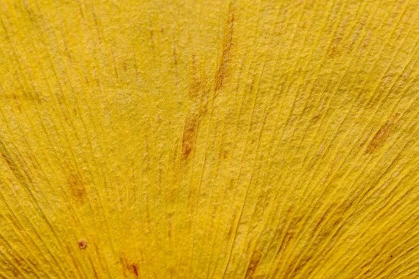 银杏叶 — 图库照片