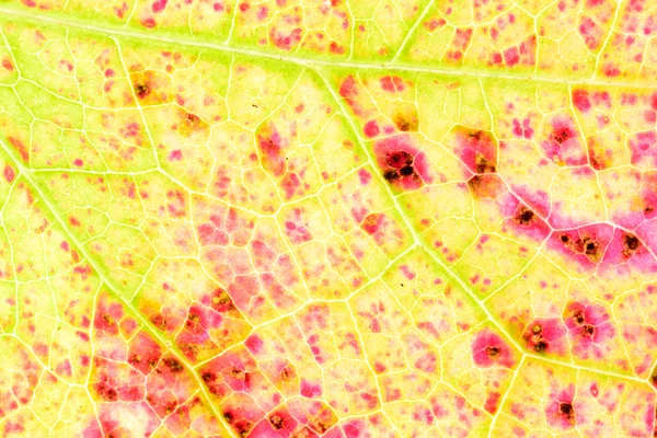 Sonbahar yaprak doku detay — Stok fotoğraf