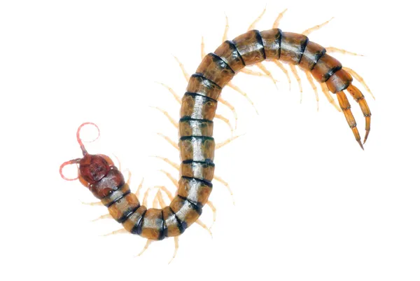 Poison centipede — Stock Photo, Image