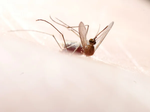 Chyba mrtvý komár — Stock fotografie