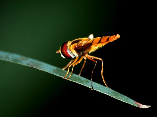 Macro mouche insecte — Photo