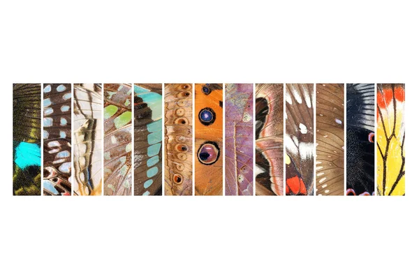 Vlinder vleugels textuur collage — Stockfoto