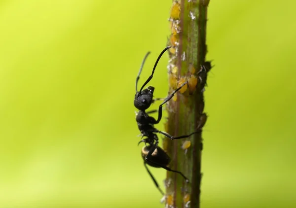 Böcek karınca — Stok fotoğraf