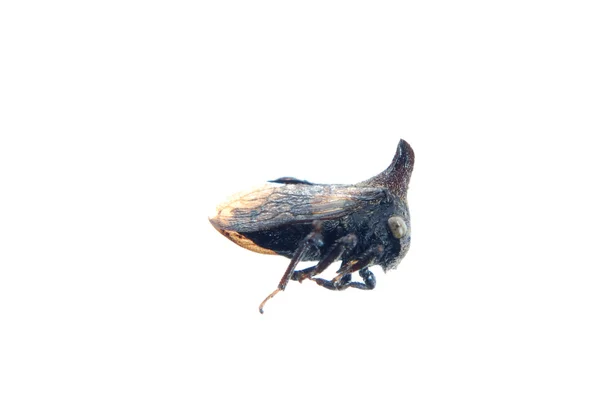 Horn cicada isolated — Stock Photo, Image