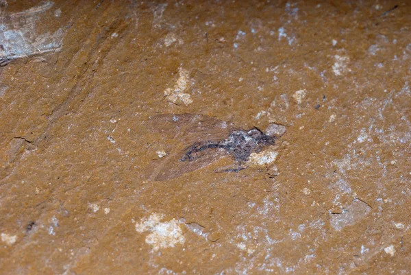 Böcek sivrisinek böcek Fosili — Stok fotoğraf
